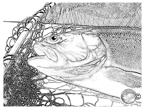 Rainbow Trout  Drawing